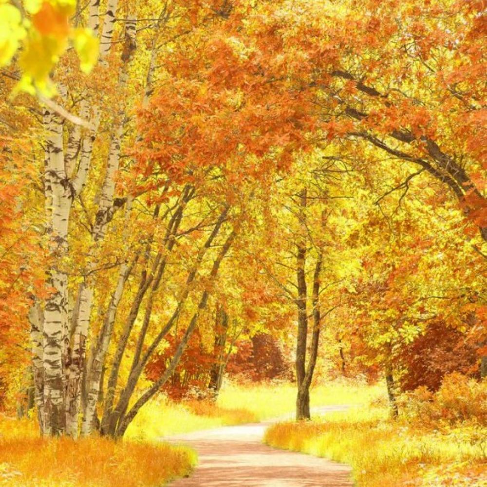 Обои 4358 Природа фотообои (Walldeco): фото, зображення, колір, малюнок