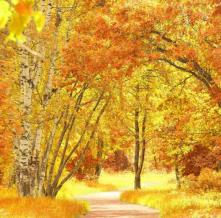 Обои 4358 Природа фотообои (Walldeco)