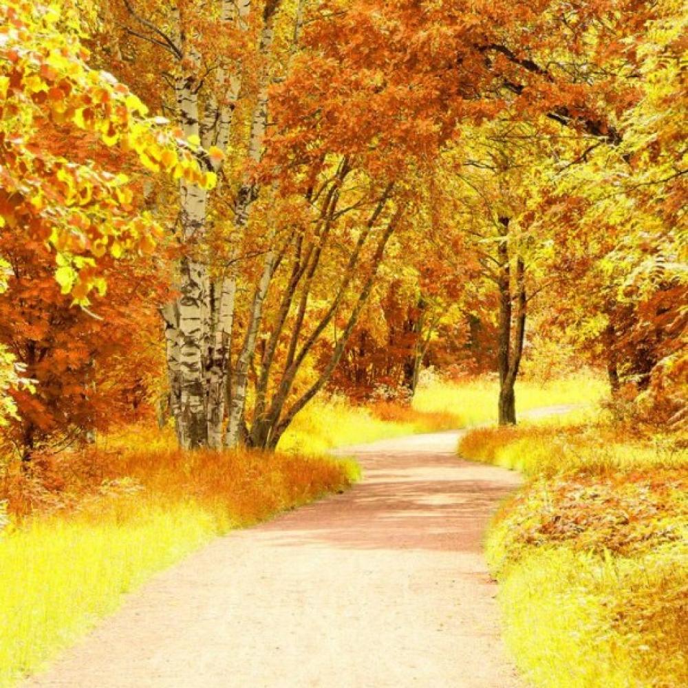 Обои 4446 Природа фотообои (Walldeco): фото, зображення, колір, малюнок
