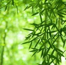 Обои 4454 Природа фотообои (Walldeco)
