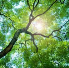 Обои 4721 Природа фотообои (Walldeco)