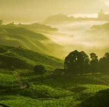 Обои 4729 Природа фотообои (Walldeco)