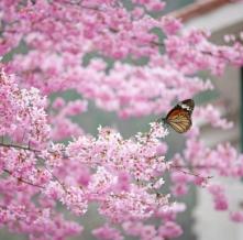 Обои 4821 Цветы фотообои (Walldeco)