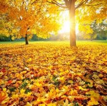 Обои 5100 Природа фотообои (Walldeco)