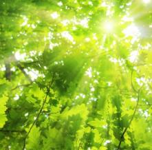 Обои 5229 Природа фотообои (Walldeco)