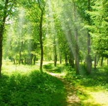 Обои 5396 Природа фотообои (Walldeco)