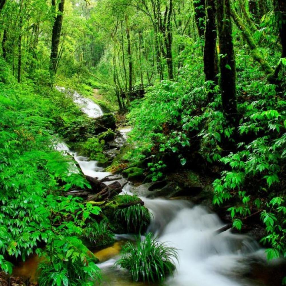 Обои 5486 Природа фотообои (Walldeco): фото, зображення, колір, малюнок