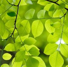 Обои 5555 Цветы фотообои (Walldeco)