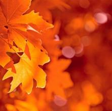 Обои 5557 Цветы фотообои (Walldeco)