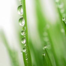 Обои 5684 Цветы фотообои (Walldeco)