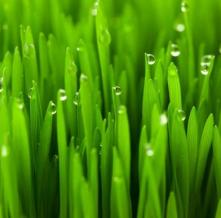 Обои 5751 Природа фотообои (Walldeco)