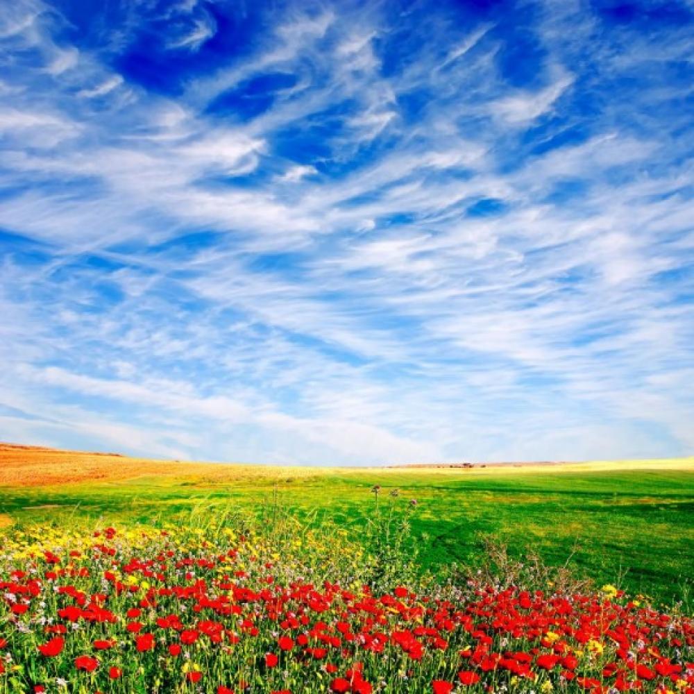 Обои 5780 Природа фотообои (Walldeco): фото, зображення, колір, малюнок
