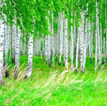 Обои 5808 Природа фотообои (Walldeco)