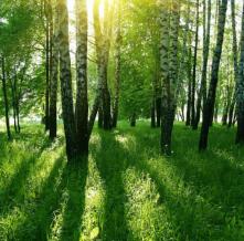 Обои 5809 Природа фотообои (Walldeco)