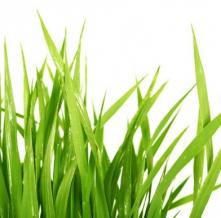 Обои 5941 Природа фотообои (Walldeco)