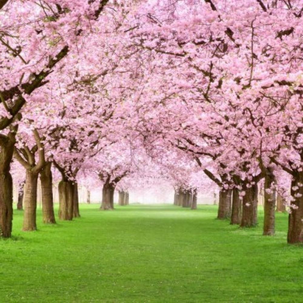 Обои 9824 Природа фотообои (Walldeco): фото, зображення, колір, малюнок