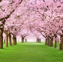 Обои 9824 Природа фотообои (Walldeco)