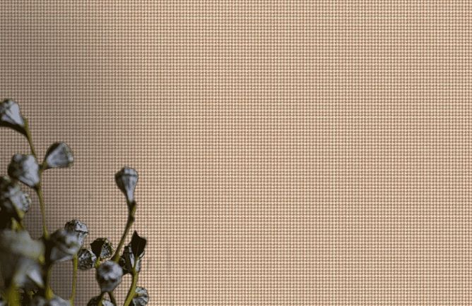 Alfa AdaWall обои: фотография