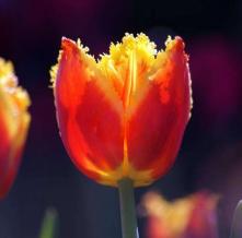 Обои 1060