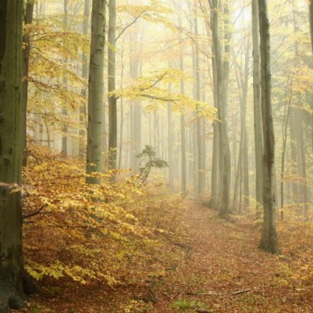 Обои 0815 Природа фотообои (Walldeco): фото, зображення, колір, малюнок