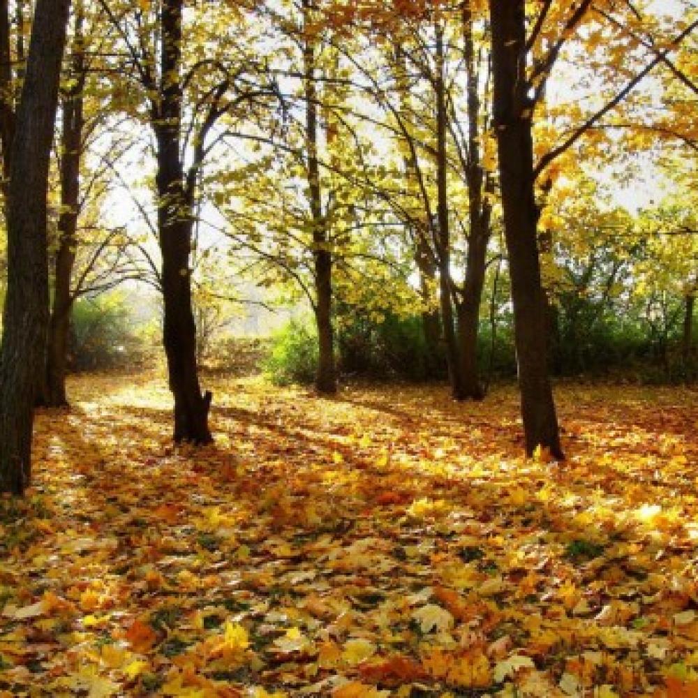 Обои 0838 Природа фотообои (Walldeco): фото, зображення, колір, малюнок
