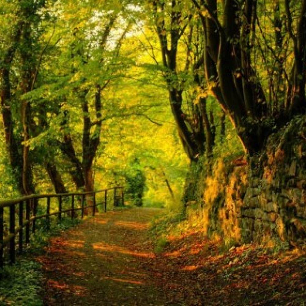 Обои 0854 Природа фотообои (Walldeco): фото, зображення, колір, малюнок
