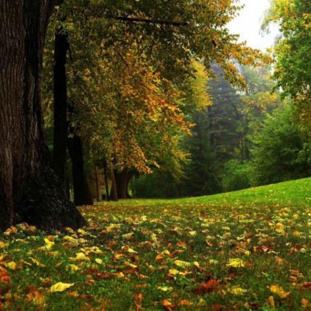 Обои 0866 Природа фотообои (Walldeco): фото, зображення, колір, малюнок