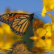 Обои 0881 Природа фотообои (Walldeco)