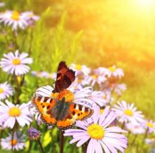 Обои 0883 Природа фотообои (Walldeco)