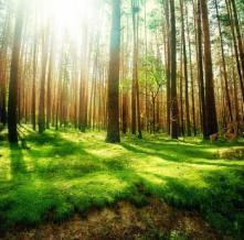 Обои 10327 Природа фотообои (Walldeco)