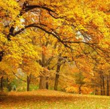 Обои 11916 Природа фотообои (Walldeco)