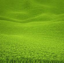 Обои 14745 Природа фотообои (Walldeco)