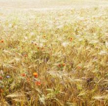 Обои 15794 Природа фотообои (Walldeco)