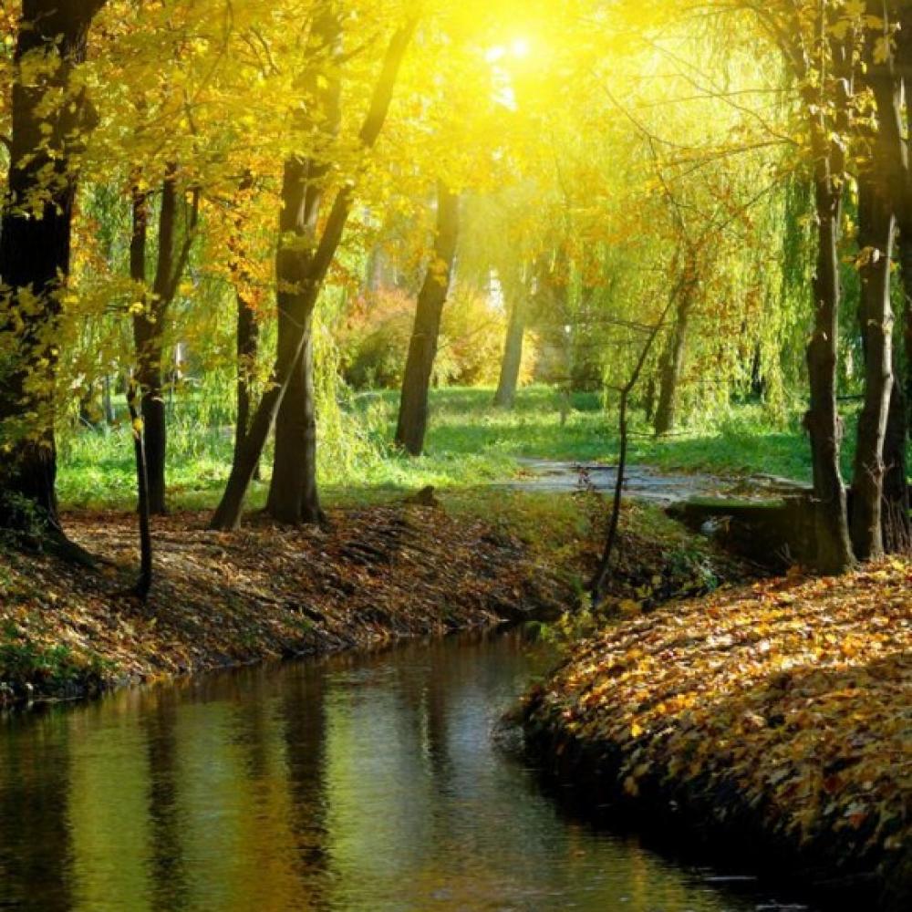 Обои 1640 Природа фотообои (Walldeco): фото, зображення, колір, малюнок
