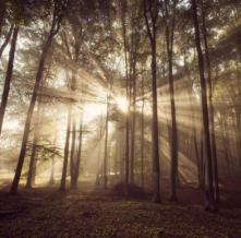 Обои 16731 Природа фотообои (Walldeco)
