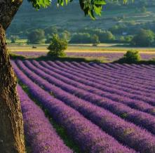 Обои 20634 Природа фотообои (Walldeco)