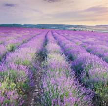 Обои 20798 Природа фотообои (Walldeco)