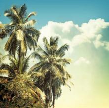 Обои 23079 Природа фотообои (Walldeco)