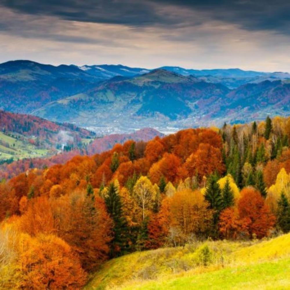 Обои 3354 Природа фотообои (Walldeco): фото, зображення, колір, малюнок