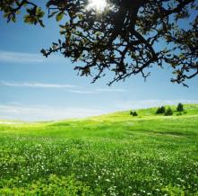 Обои 4727 Природа фотообои (Walldeco)