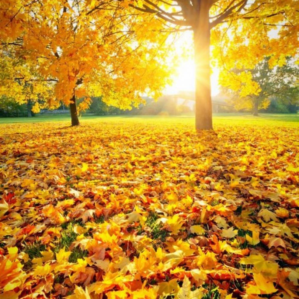 Обои 5100 Природа фотообои (Walldeco): фото, зображення, колір, малюнок