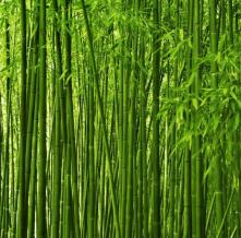 Обои 5127 Природа фотообои (Walldeco)