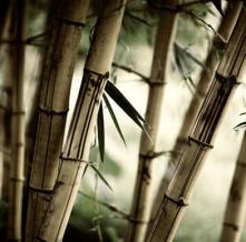 Обои 5559 Природа фотообои (Walldeco)