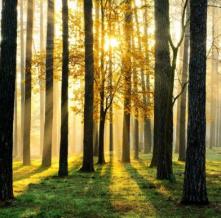 Обои 9468 Природа фотообои (Walldeco)